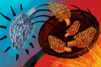 A digital illustration drawn with colorful gouache and pencil shows morel mushrooms being tossed in a cast-iron skillet. The skillet is on the left side of the image and, behind it, the background is a bright red, illuminated by hot flames. One mushroom flies out of the pan toward the right, where the background is icy blue and cold, which implies it has not been cooked to a safe temperature.